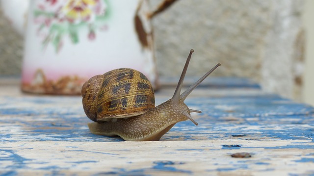 snail 959023 640