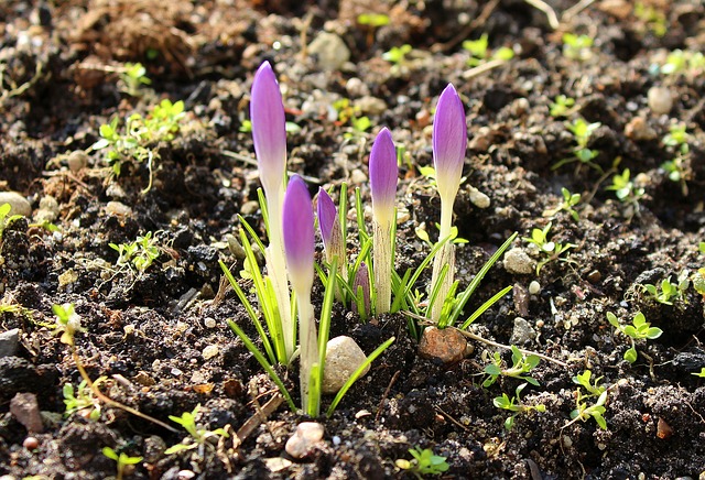 crocuses g0a602e5d1_640